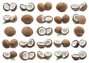 Image showing Coconuts