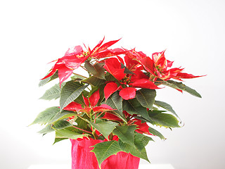 Image showing Poinsettia