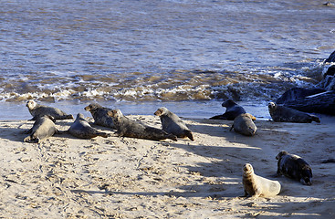 Image showing Alert Grey Seals in England