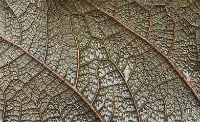 Image showing Leaf vein macro