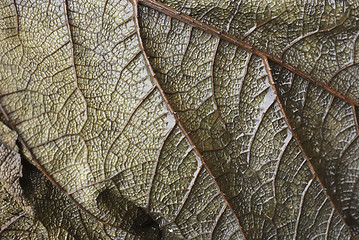 Image showing Leaf vein abstract