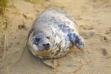 Image showing Seal pup on the beach