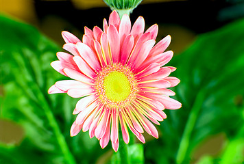 Image showing China aster