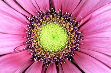 Image showing China aster