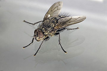 Image showing Fly 