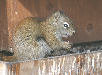 Image showing squirrel feeding time