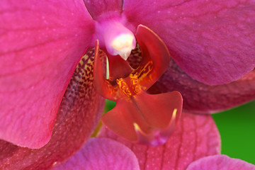 Image showing Purple Phalaenopsis close-up