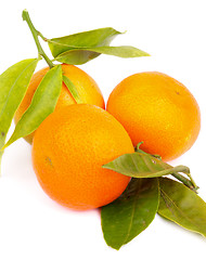 Image showing Tangerines