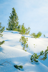 Image showing snow and trees