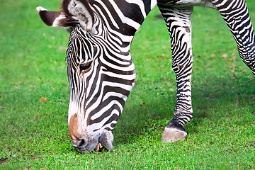 Image showing Zebra