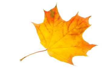 Image showing Maple leaf