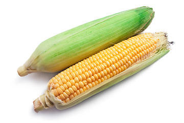 Image showing Corn