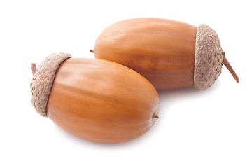 Image showing Acorn