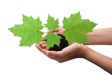 Image showing Tree in hands