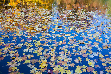 Image showing Autumn