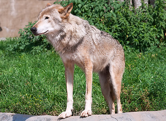 Image showing Wolf