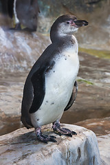 Image showing Penguin