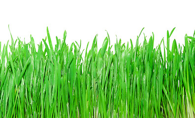 Image showing Green grass