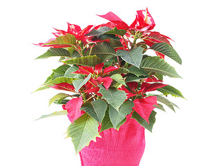 Image showing Poinsettia