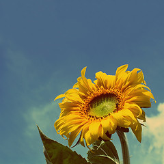 Image showing sunflower under blue sky - vintage retro style