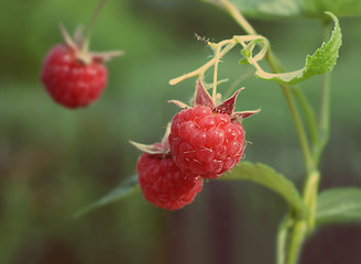 Image showing raspberry - vintage retro style