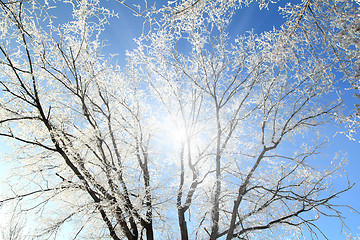 Image showing Frozen tree branches