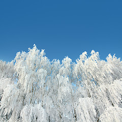 Image showing ice winter woods under sky
