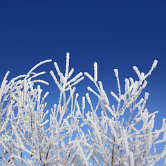 Image showing frost winter branches under blue sky