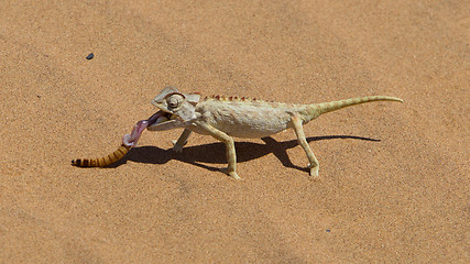 Image showing Namaqua Chameleon hunting in the Namib desert