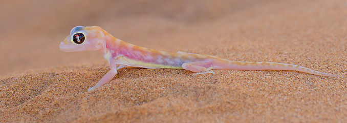 Image showing Palmatogecko (Pachydactylus rangei), also known as Web-footed Ge