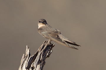 Image showing Swallow Sand Martin (Riparia riparia)