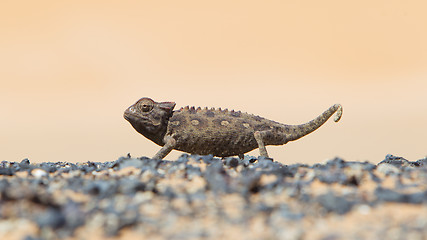 Image showing Namaqua Chameleon hunting in the Namib desert