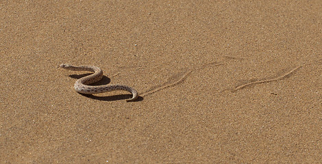 Image showing Young dune adder or sidewinder snake with trail