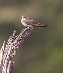 Image showing Swallow Sand Martin (Riparia riparia)