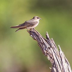 Image showing Swallow Sand Martin (Riparia riparia)