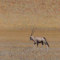 Image showing Gemsbok antelope (Oryx gazella)