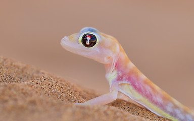 Image showing Palmatogecko (Pachydactylus rangei), also known as Web-footed Ge