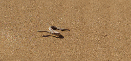 Image showing Young dune adder or sidewinder snake with trail