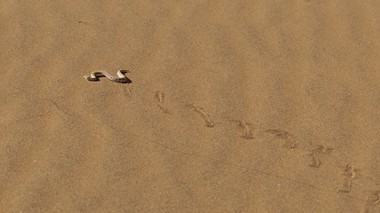 Image showing Young dune adder or sidewinder snake with trail