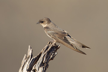 Image showing Swallow Sand Martin (Riparia riparia)