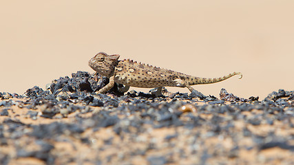 Image showing Namaqua Chameleon hunting in the Namib desert