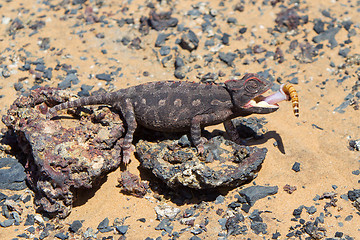 Image showing Namaqua Chameleon hunting in the Namib desert