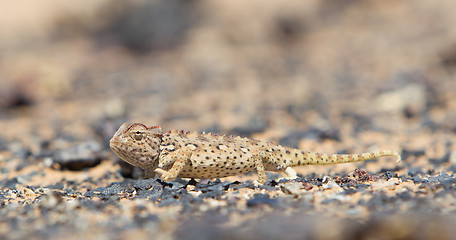 Image showing Namaqua Chameleon hunting in the Namib desert