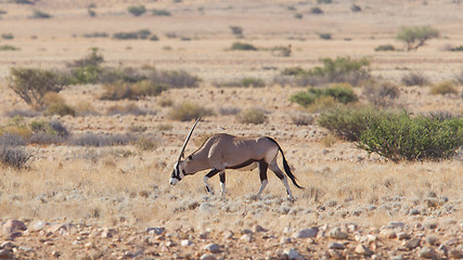 Image showing Gemsbok antelope (Oryx gazella)