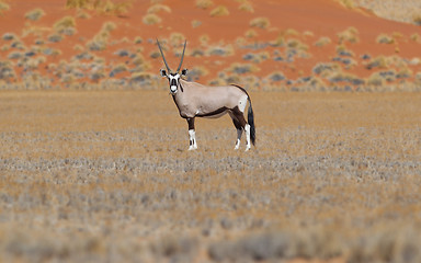 Image showing Gemsbok antelope (Oryx gazella)