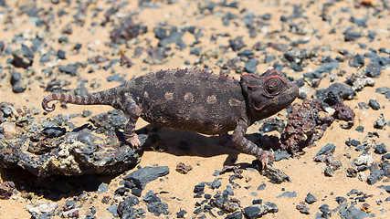 Image showing Namaqua Chameleon hunting in the Namib desert