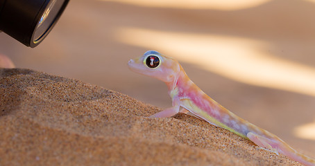 Image showing Palmatogecko (Pachydactylus rangei), also known as Web-footed Ge