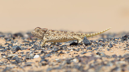 Image showing Namaqua Chameleon hunting in the Namib desert