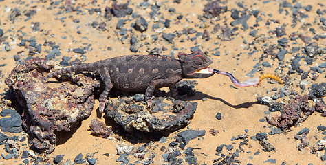 Image showing Namaqua Chameleon hunting in the Namib desert