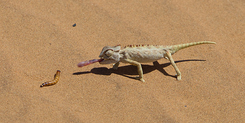 Image showing Namaqua Chameleon hunting in the Namib desert